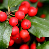 Holly Massage Oil (Hypo-allergenic and Aroma Free) | Ki Aroma