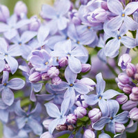 Lilac Absolute (Syringia vulgaris) Ki Aroma Canada