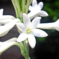 Tuberose Absolute (Polianthes tuberosa )