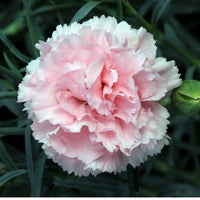 Carnation Absolute (Dianthus caryophyllus) | Ki Aroma