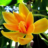 Champaca Red Absolute (Michelia champaca)