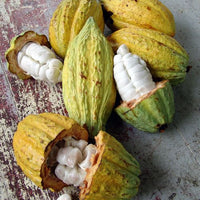Cocoa Absolute Oil (Theobroma cacao oil)
