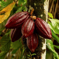 Cocoa Absolute Oil (Theobroma cacao oil)