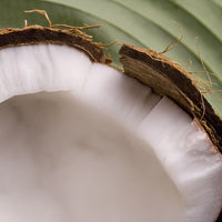 Coconut Oil (Cocos nucifera) - Refined & Solid | Ki Aroma