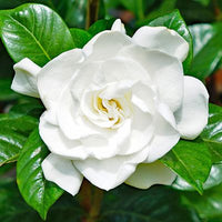Gardenia Absolute (Gardenia jasminoides)