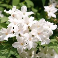 Jasmine Absolute (Jasminum grandiflorum)