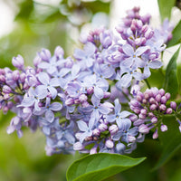 Lilac Absolute, Bulgarian (Syringia vulgaris)