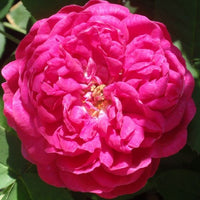 Rose Absolute, Damask ( Rosa damascena )