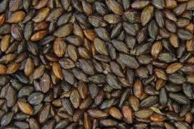 Sea Buckthorn Seed Oil (Hippophae rhamnoides) - Ki roma