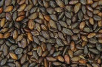 Sea Buckthorn Seed Oil (Hippophae rhamnoides) - Ki roma
