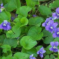 Violet Leaf Absolute 5% dilution in Jojoba | Ki Aroma