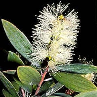 Cajeput Essential Oil (Melaleuca cajuputi) | Ki Aroma