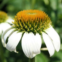 Chamomile Essential Oil 5% (German Blue) | Ki Aroma
