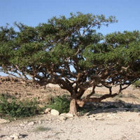 Frankincense Essential Oil (Boswellia carterii) | Ki Aroma