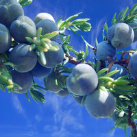 Inspire - Creative Flow Aromatherapy Mist | Ki Aroma