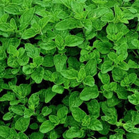 Marjoram Essential Oil, Spanish (Thymus mastichina) | Ki Aroma