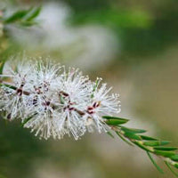 Tea Tree Clean - Purifying and Cleansing Diffuser Oil | Ki Aroma