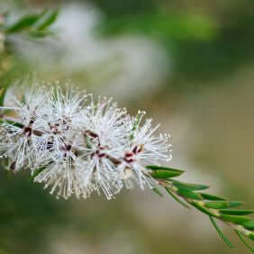 Tea Tree Essential Oil, Australian (Melaleuca alternifolia) | Ki Aroma