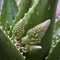 Aloe Vera Leaf Juice (Aloe Barbadensis) | Ki Aroma