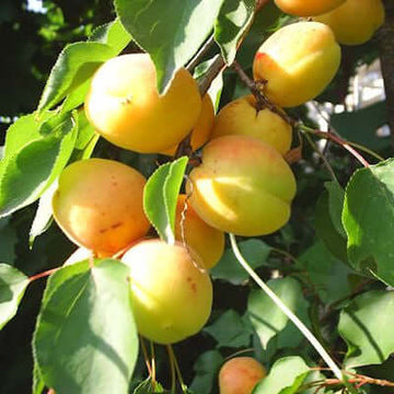 Apricot Kernel Carrier Oil (Prunus armeniaca) | Ki Aroma