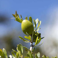 Argan Oil, Virgin Moroccan (Argania spinosa) | Ki Aroma