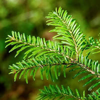 West Coast Trail - Rain Forest Aromatherapy Roll On | Ki Aroma