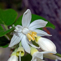 Benzoin Resin Oil 5% dilution in Jojoba | Ki Aroma