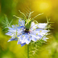 Black Cumin Seed Oil (Nigella sativa oil) | Ki Aroma