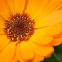 Calendula Infused Herbal Oil (Marigold) | Ki Aroma