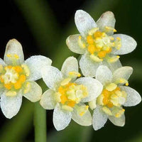 Camphor Essential Oil (Cinnamomum camphora) | Ki Aroma