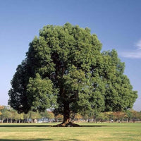 Camphor Essential Oil (Cinnamomum camphora) | Ki Aroma