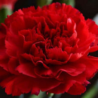 Carnation Absolute (Dianthus caryophyllus) | Ki Aroma