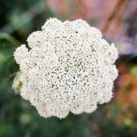 Carrot Seed Essential Oil 5% dilution in Jojoba | Ki Aroma