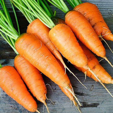 Carrot Tissue Infused Oil (Daucus carota) | Ki Aroma