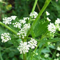 Celery Seed Essential Oil (Apium graveolens) | Ki Aroma