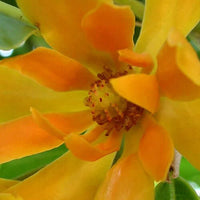 Champaca Red Absolute (Michelia champaca) | Ki Aroma