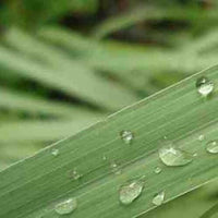 Citronella Essential Oil (Cymbopogon winterianus) | Ki Aroma