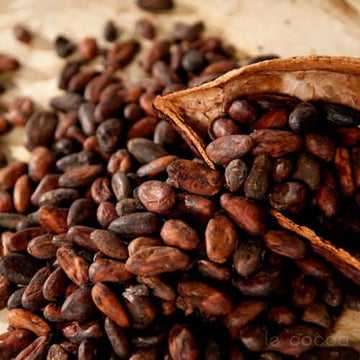 Cocoa Absolute Oil 5% dilution in Jojoba | Ki Aroma