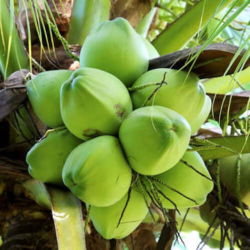 Coconut Fractionated Oil (Cocos nucifera) | Ki Aroma