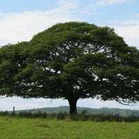 Copaiba Balsam Essential Oil (Copaifera officinalis) | Ki Aroma