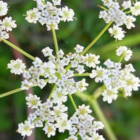 Cumin Seed Essential Oil (Cuminum cyminum) | Ki Aroma