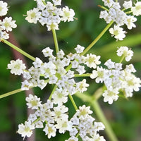 Cumin Seed Essential Oil (Cuminum cyminum) | Ki Aroma