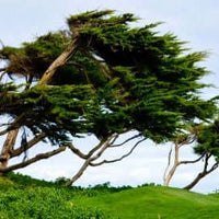 Cypress Essential Oil (Cupressus sempervirens) | Ki Aroma
