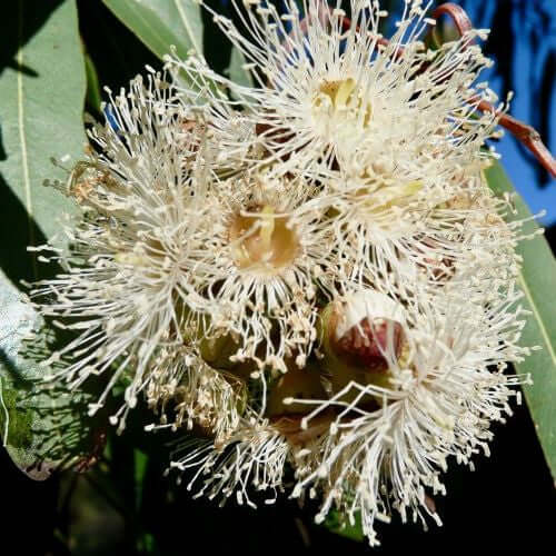 Eucalyptus Lemon Essential Oil (Citriodora) | Ki Aroma