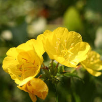 Evening Primrose Oil (Oenothera biennis) | Ki Aroma