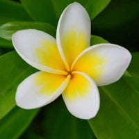 Frangipani Absolute (Plumeria alba Linn) | Ki Aroma