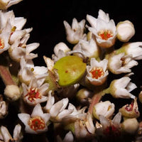 Frankincense Essential Oil (Boswellia serrata) | Ki Aroma