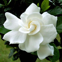 Gardenia Absolute 5% dilution in Jojoba Oil | Ki Aroma