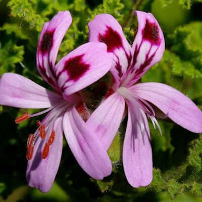 Summer Synergy - Cheerful Essential Oil Blend | Ki Aroma