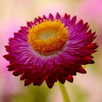 Helichrysum Essential Oil 5% dilution in Jojoba | Ki Aroma